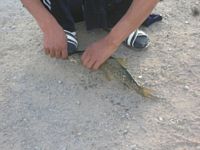 DSCN5674