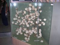 DSCN5869